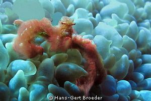 Orang Utan Crab
Bunaken,Sulawesi,Indonesia, 
Nikon D 30... by Hans-Gert Broeder 